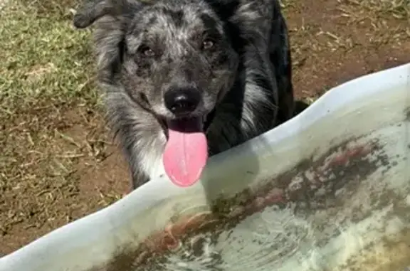 Chien perdu Agde, photo : Chien bleu merle craintif perdu à Agde