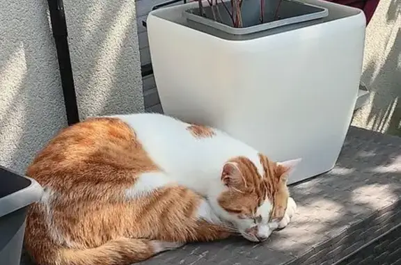 Chat roux et blanc perdu à Pierrelaye - photo
