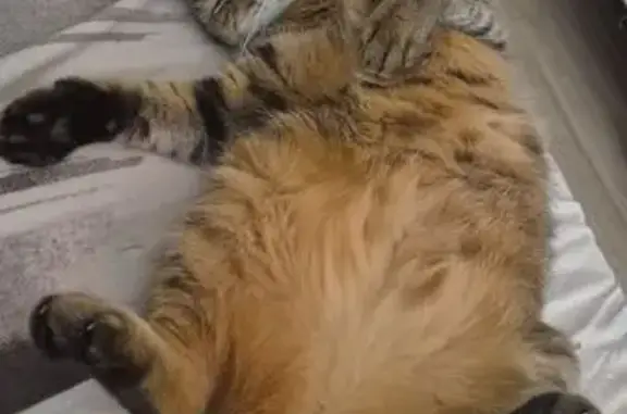 Chatte perdue à Marignane, 7 ans, tigrée - photo