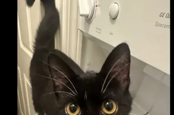 Lost Tuxedo Cat: Skittish & Microchipped