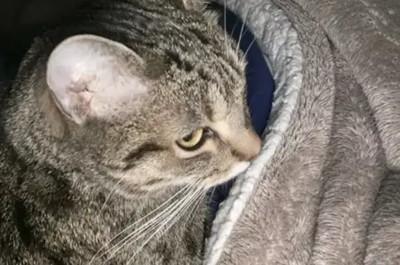 Chat tigré perdu à Épernay - photo