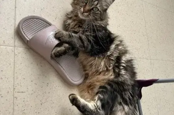 Chat perdu, , photo: Chat tigré sociable perdu au Becquet