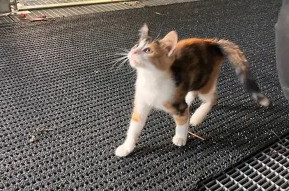 Chaton tricolore trouvé à Nantes - photo