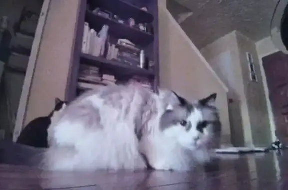 Lost Rag Doll Cat: White & Brown, Kennedy St NE
