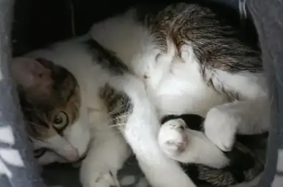Chat perdu, Châtenois, photo: Chatte perdue à Châtenois : Ornissi (Nini)