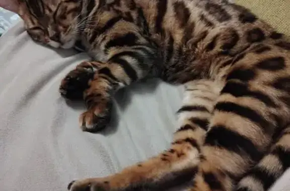 Animaux perdus Clamart, photo: Chatte bengal perdue à Clamart