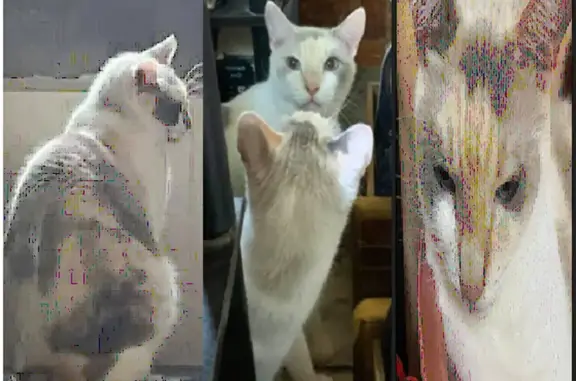 Gata Carey Perdida en Mérida: ¡Ayúdanos!