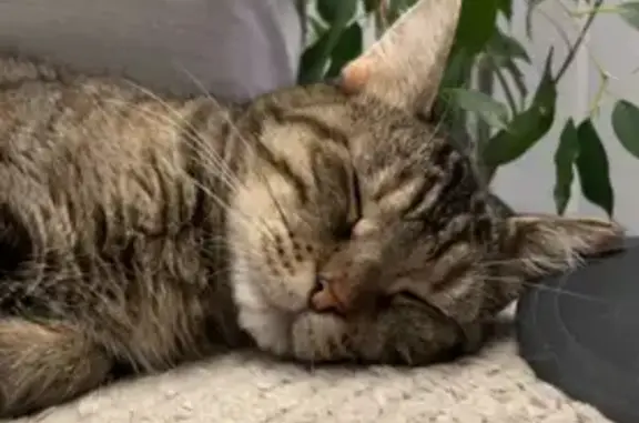 Animaux perdus Amiens, photo: Chat européen tigre perdu à Amiens