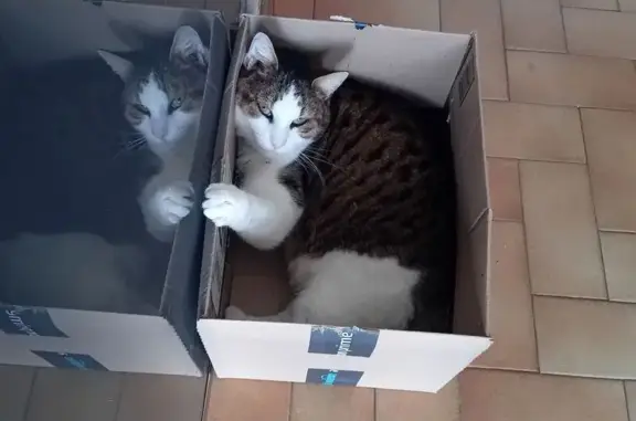 Chat perdu: tigré, ventre blanc, Cavalaire - photo