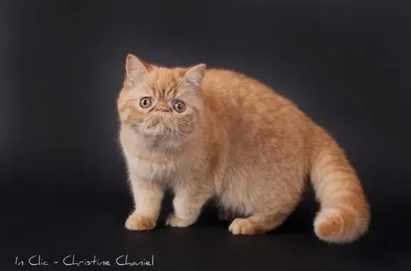 Chat perdu, , photo: Chat Exotic Shorthair rousse perdue 