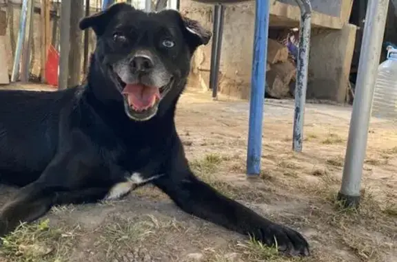 Perro Perdido Cerca del Camping Vilanova