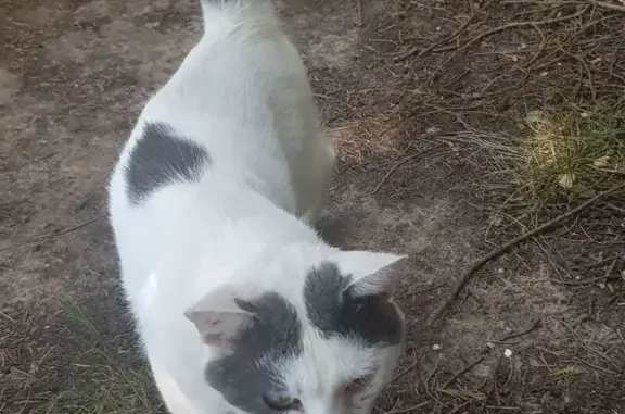 Chat paralysé trouvé à Fouquières-lès-Lens - photo