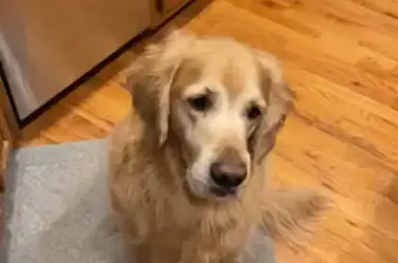 Lost Golden Retriever on Morning Dove Dr