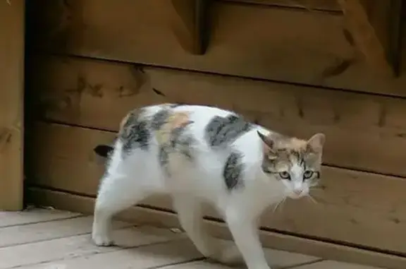 Chatte tricolore disparue à Milhaud - photo