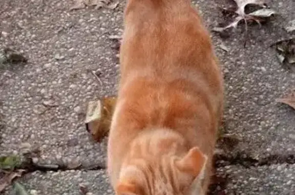 Lost Cat: Orange Tip, Short Tail, Monroe