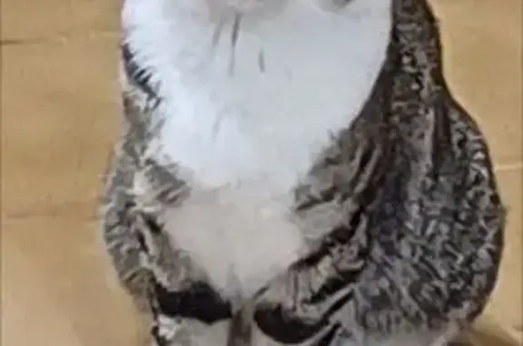 Gato Perdido: Rayas Gris y Blanco, Microchip