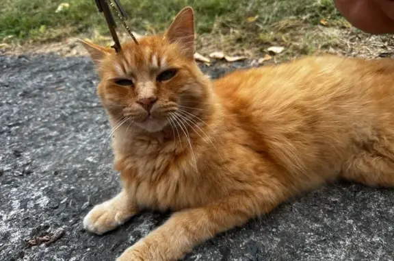 Chat perdu, Dourgne, photo: Chat perdu, méfiant et blessé, Dourgne