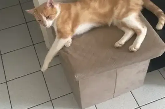 Animaux perdus Azé, photo: Chat perdu à Azé, Place des Marronniers