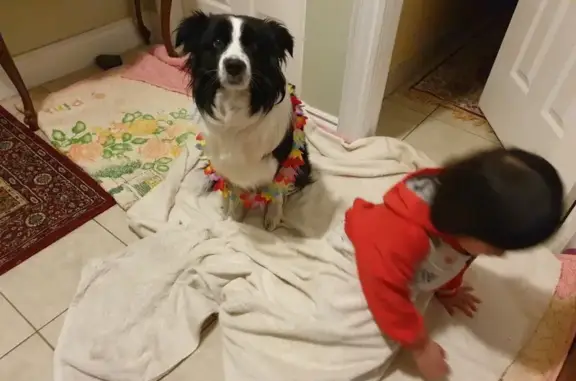 Lost Border Collie: Friendly & Spotted