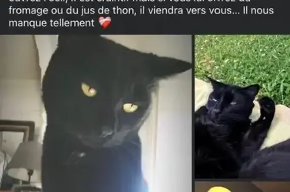 Chat perdu à Pournoy-la-Chétive : Balou - photo