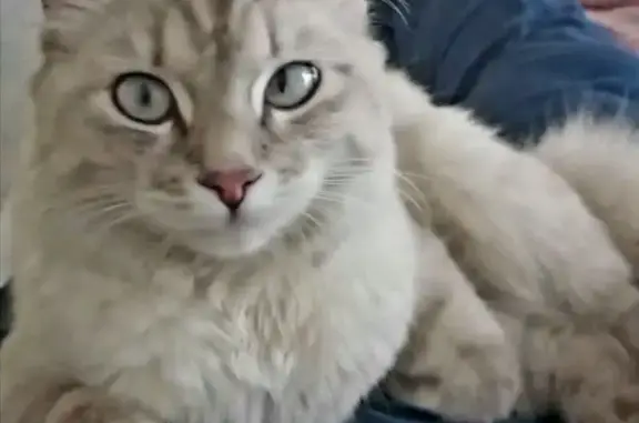 Lost and found pets South Africa, photo: Lost White & Cream Cat: Blue Eyes, Randburg