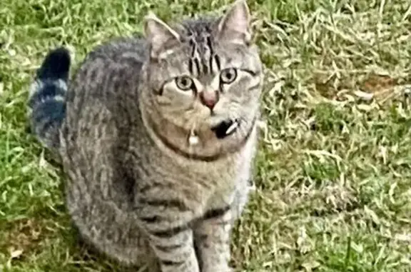 Animaux perdus Chartres, photo: Chat Zébulon perdu à Chartres, aide requise