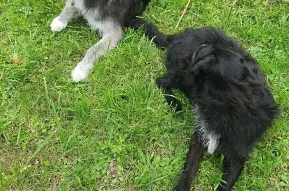 Animaux trouvés , photo: Deux chiens trouvés à Lanester, Bretagne