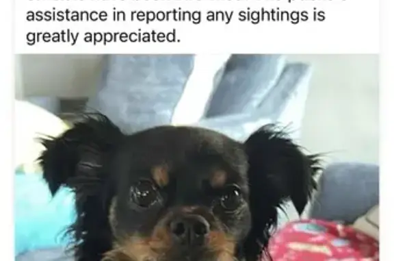 Lost Dog: Curly-Haired Pup on Pulcifur - photo