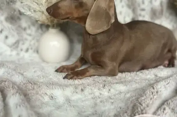 Lost Dog: Silver Coat Vanished on Andrews