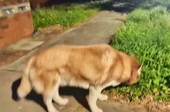 Found dog Victoria Park, photo: Found: Lost Dog in Carlisle Area