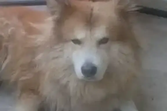 Lost Lion-Like Dog on Robert St, Toronto