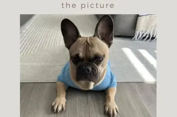 Lost Red Fawn Dog: Venture Way, Thorold