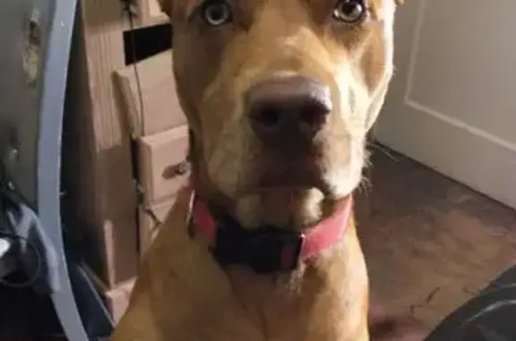 Help Find Our Friendly Red Nose Pitbull!