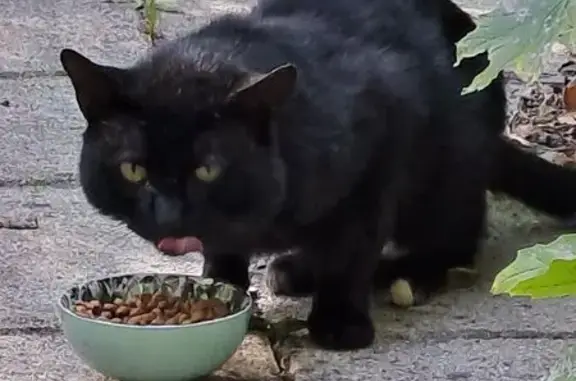 Animaux trouvés Carquefou, photo: Chat trouvée rue Chevalier Maillard