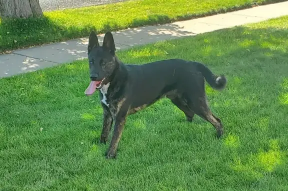 Found dog , photo: Found: Friendly Shepherd Mix in Roy, UT
