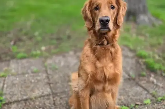 Lost Golden Retriever in Burnsville