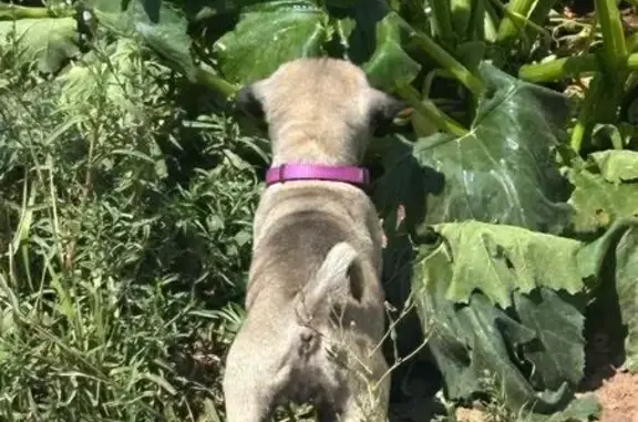 Lost Puppy: Purple Collar, Duchesne