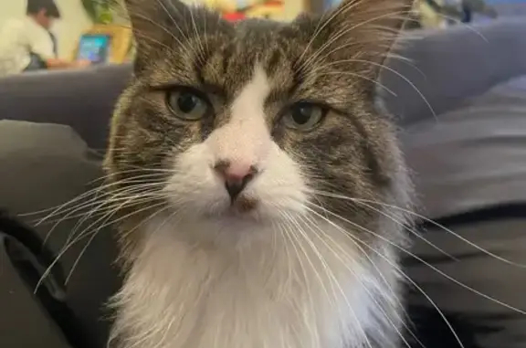 Missing cat Southfield, photo: Lost Cat: Brown & White, Black Nose Spot