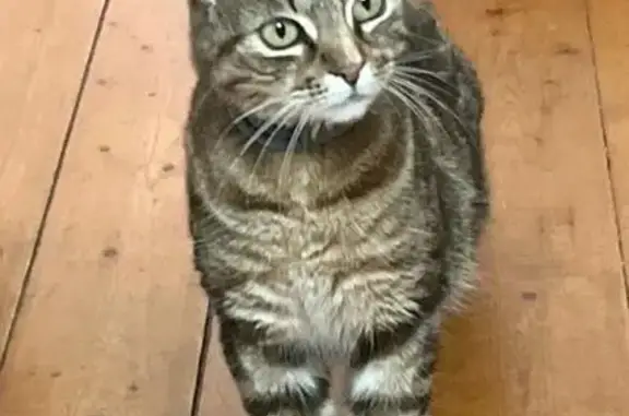 Animaux perdus Lugrin, photo: Chatte perdue : FANTA, marbrée, Lugrin