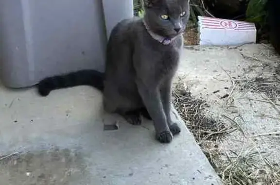Found cat Powell, photo: Found Gray Cat with Collar on Powell Ln