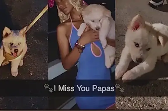 Lost Dog Near 8745 S Vermont Ave, LA