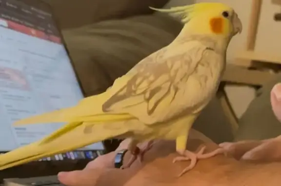 Lost Friendly Cockatiel in Delray Beach