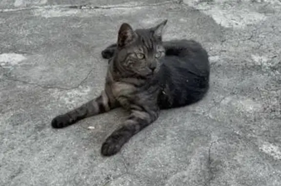 Chat noir perdu à Saint-Georges-de-Didonne - photo