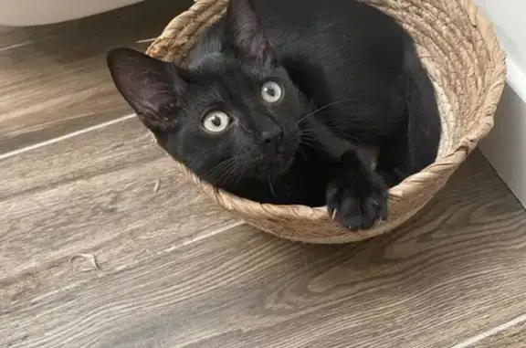 Chaton noir perdu, 6 mois, Chazey-sur-Ain - photo