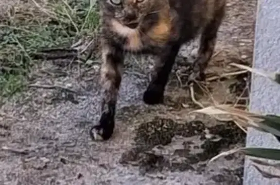 Chat trouvé Saint-Affrique, photo: Chat Écaille de tortue trouvé à Saint-Affrique