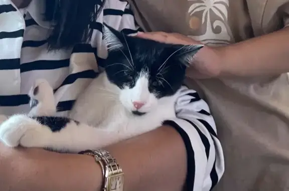 Animaux perdus Brumath, photo: Chaton perdu, collier blanc, Brumath