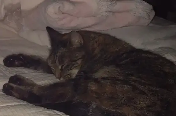 Lost: Brown & Orange Tiger Cat Reward