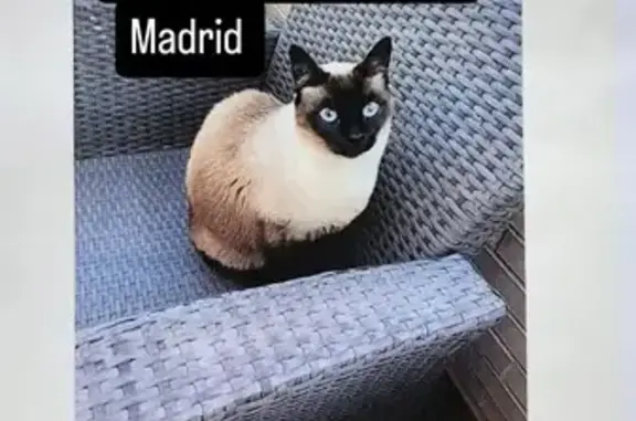 Búsqueda de mascotas, foto: ¡Gata Siamesa Perdida en Villanueva!