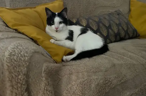 Animaux perdus , photo: Chat perdue, Blanche tachetée, Marcilly