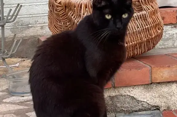 Chat noir mâle trouvé à Nice, sociable - photo